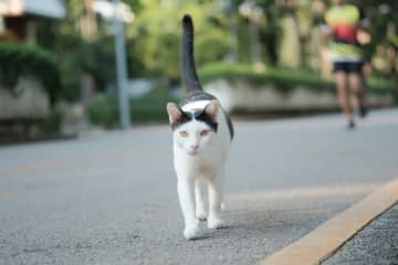 「猫のような泥棒」とは? 猫にまつわる英語イディオム (12)