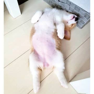 お迎え5日目に初“ヘソ天”をしたコーギー子犬に、「大物になるぞ」と確信→5年後の大胆すぎる姿にクスッ！