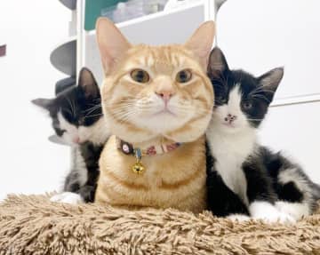 仲良く寄り添う3匹の元保護猫→1度も喧嘩をすることなく成長し、約2年後もくっついて寝ている姿が愛おしい！