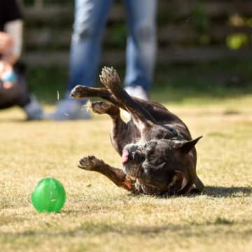 犬が突然『転ぶ』5つの原因　病気の可能性とは？異変を感じたらすぐに病院へ