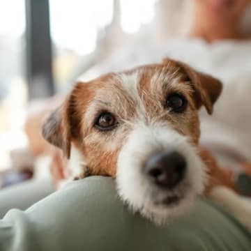 犬が『座っている飼い主の上に乗る』理由5選　くっついてくる心理や愛犬の本音まで