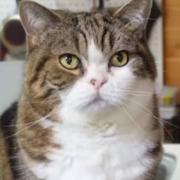『18歳を迎えた猫』→数年来の涙やけがキレイになった結果…劇的なビフォーアフターに感動の声続出「愛情の賜物」「本当にスッキリしてる」