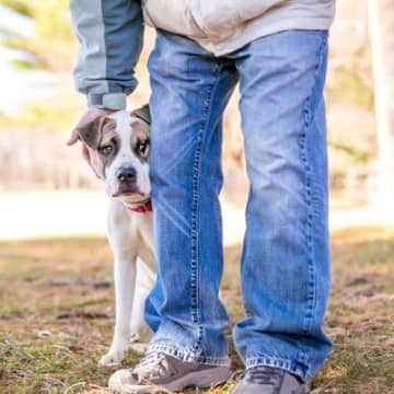 犬が『飼い主以外を怖がってしまう』心理とは？4つの理由と解決するための方法