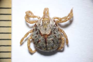 飼いネコ　SFTS感染　茨城県内、マダニ媒介　関東で初確認