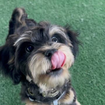 犬の甲状腺機能低下症はどんな病気？ 原因と症状、治療法を獣医師に聞いた