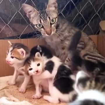 生後わずか10ヶ月の猫が出産しているのを発見→１ヶ月間見守った結果…『母親として子猫たちを守る姿』に感動「本当に素敵」「ありがとう」