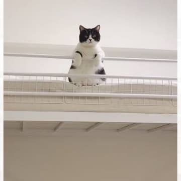 猫がじーっと見下ろしてきたと思ったら、次の瞬間…とんでもなく『可愛すぎる動き』が634万再生「可愛いしか出てこないｗｗ」「何回も見たｗ」
