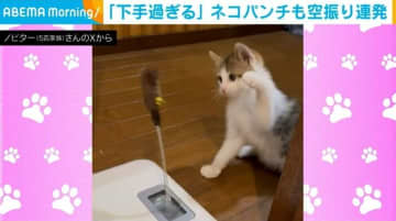 空振り連発！パンチングマシーンに“苦戦”する猫の様子に飼い主「下手すぎる」