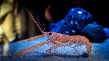 5歳の息子に頼まれてストローでエビを作ってみた ⇒ 今にも動き出しそうな姿に10万いいね「アートですね」「深海にいそう」