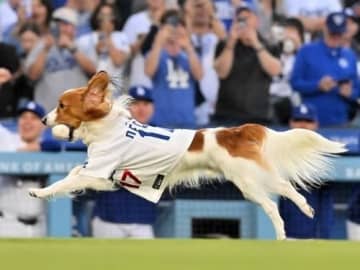 大谷翔平、デコピンが「遊戯王」カードになった！⇒「神聖なるマウンドに降臨した幸せの戦士」です