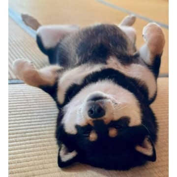 「見事な脱力っぷり」大好きな畳の上でおなか丸出しの“ヘソ天”する柴犬からわかる心理は？｜獣医師解説