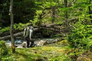 南アルプスの別天地、冷たすぎる流れから飛び出す元気なイワナたち！【山梨県】