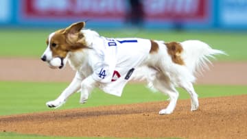 「攻撃力と防御力で50/50にしてるの熱い」デコピンは光属性　大谷翔平が愛犬の遊戯王カードを公開しファンも話題