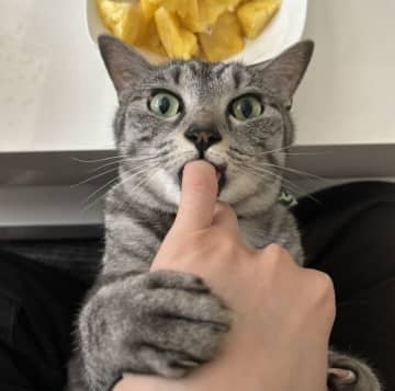 「指ちゅぱ中に指を抜いたらヤバいことに…」甘え猫が突然の豹変　指ちゅぱ動画が300万再生突破！猫の怒りが秒で伝わる