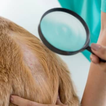 ペットサロンでシャンプーしてもらったのに『犬が体を掻きむしる』…皮膚トラブルが起こる原因と現状を打破する改善方法とは