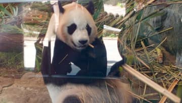 消えるパンダ、そのあとどうなる？　和歌山県・白浜町の“パンダ・フィーバー”を見てきた
