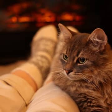 意外とすごい『猫の記憶力』7つのトリビア　どのくらい会わないと忘れちゃう？