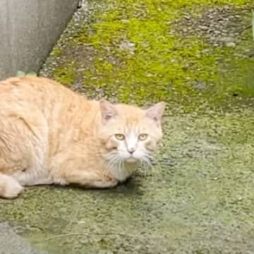 『足を引きずっている野良猫』との出会いから４年…現在までの"軌跡"が泣けると感動の声続出「涙なしには見られない」「ありがとう」