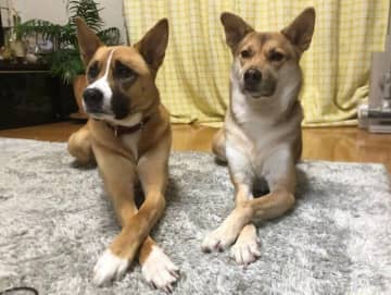ゴハンのトッピング待ちをする2頭の元野犬　同じポーズ&表情で「早く」と言わんばかりに見つめる姿にクスッ