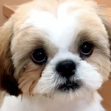 まるで天使のような赤ちゃん犬→まさかの『ぶちゃいくに進化していく光景』が面白かわいいと52万再生「睨んでるｗ」「うちも同じ」と絶賛