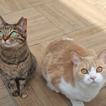 庭に突然現れた『訪問者』に、2匹の猫が…あまりにも微笑ましい光景に「表情が真剣でかわいい」「めっちゃ癒された」と5万再生の反響