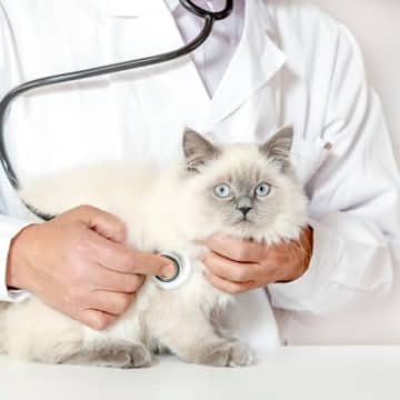 猫の『ヘッドプレッシング』を知っていますか？脳のトラブルを示す4つの危険な兆候