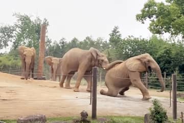 ゾウが他のゾウからのいじめに遭う、ネットに書き込み、上海野生動物園「正常な現象」