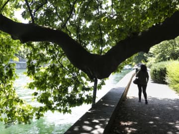 プラタナス、猛暑でも冷却効果　スイスの研究