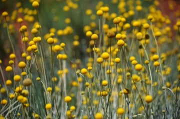 6月25日の花とは？【366日の誕生花と幸せの花言葉】