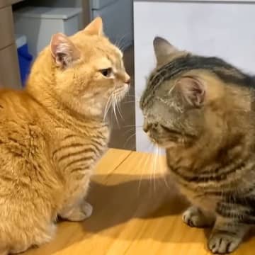 お仕事中もママのそばにいたい猫→弟猫も混ざろうとした結果…まさかの『理不尽すぎる行動』に「最高に笑った」「赤ちゃんみたいでかわいい」