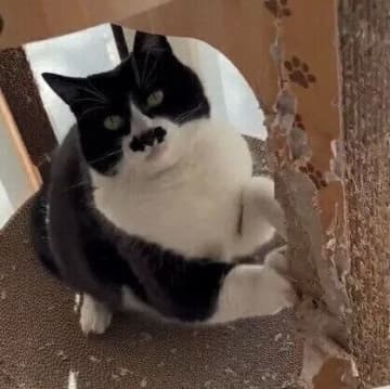 ダンボール素材のタワーの柱でのみ爪とぎをする猫→同じ場所で爪とぎをする理由とは？