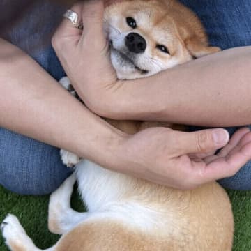 犬が人に『スリスリ』体をこすり付けてくる理由　スリスリは犬の愛情表現？