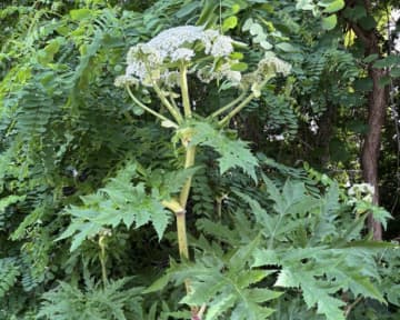 戦慄写真が語る…植物なのに重症火傷レベル！？北海道に"猛毒外来種"上陸か？その真偽にSNS騒然