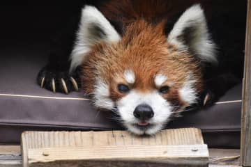 風太の誕生日セレモニー7月5日開催　22歳迎える人気レッサーパンダ、千葉市動物公園で生配信も