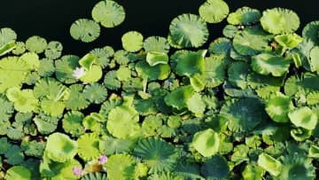 ハスの花が見頃　中国安徽省潁上県