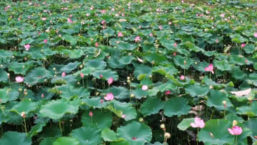 水辺に香り立つハスの花　中国安徽省蕪湖市