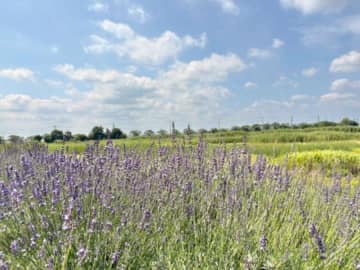 【久喜市】埼玉県の小さな北海道？菖蒲行政センター前ラベンダー畑