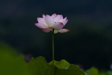 夏の風物詩、ハスの花が見頃　上海市
