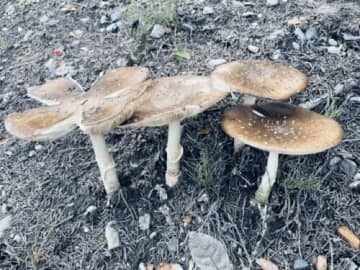 梅雨の森で発見！不思議な森の世界を観察しよう！ロクハ公園「キノコウォッチング」開催★【6月29日】