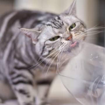 猫が『ビニール』をかじりたくなるのは、なぜ？考えられる4つの理由　やめさせたほうがいい理由も