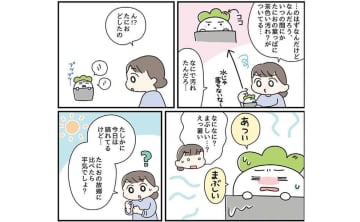 多肉植物の大敵は「高温」「直射日光」「蒸れ」 マンガでわかる日本の夏の乗り越え方