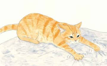 「毛布をずっとふみふみ、もみもみ」「おしりをぐいぐい近づけてくるのはなぜ？」ねこの気持ちが知りたい！【最新号からちょっと見せ】