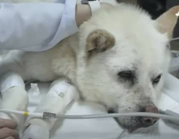 体じゅうに70個の銃弾が埋まった犬…「生きているのが奇跡」＝韓国