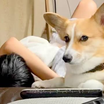 男の子が体調不良でダウン→ソファで眠っていたら、犬が…まるで母親？心配で見せた行動が34万再生「心配なの伝わる」「母がふたり」と絶賛