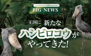 BIG NEWS！神戸どうぶつ王国に新たなハシビロコウがやってきた！