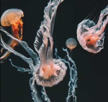 ゾッとする…海がクラゲまみれ　刺される前に知っておきたい5つの対策　クラゲの種類別"危険度"も徹底解説