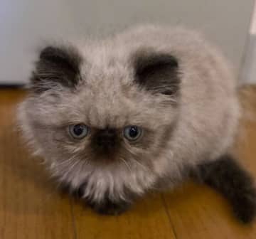 小さくてふわふわな見た目が愛らしい子猫→お迎えから4年後の「立派なモフモフ」に成長した姿にほっこり！
