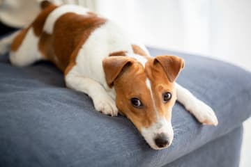 「ちょっと必死すぎたかな…」怪我をした愛犬を無理矢理“障害物競争”に出場させようとした妻が夫に言われて「気づいたこと」