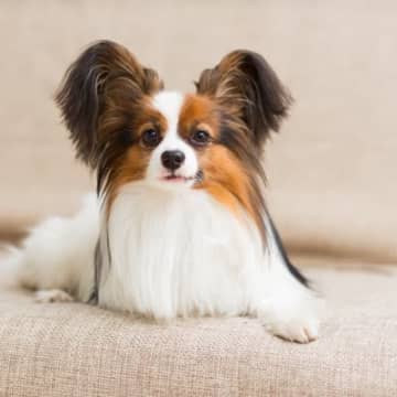 パピヨンは抜け毛が多い？被毛の特徴と正しいケア方法を解説