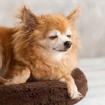 犬の13歳は人間に換算すると何歳？長生きに必要な食事・運動・ケアとは